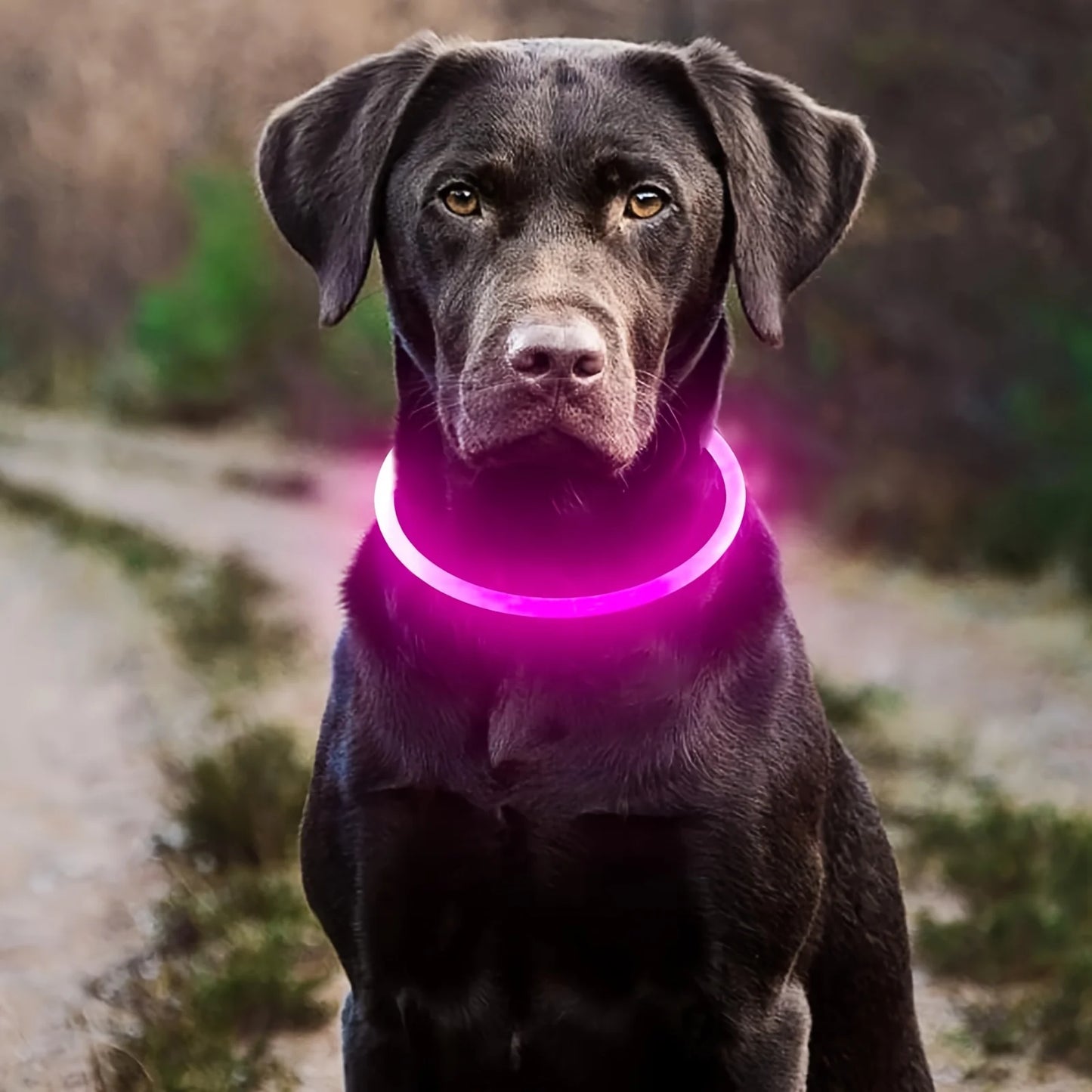 Dog Collar LED Light