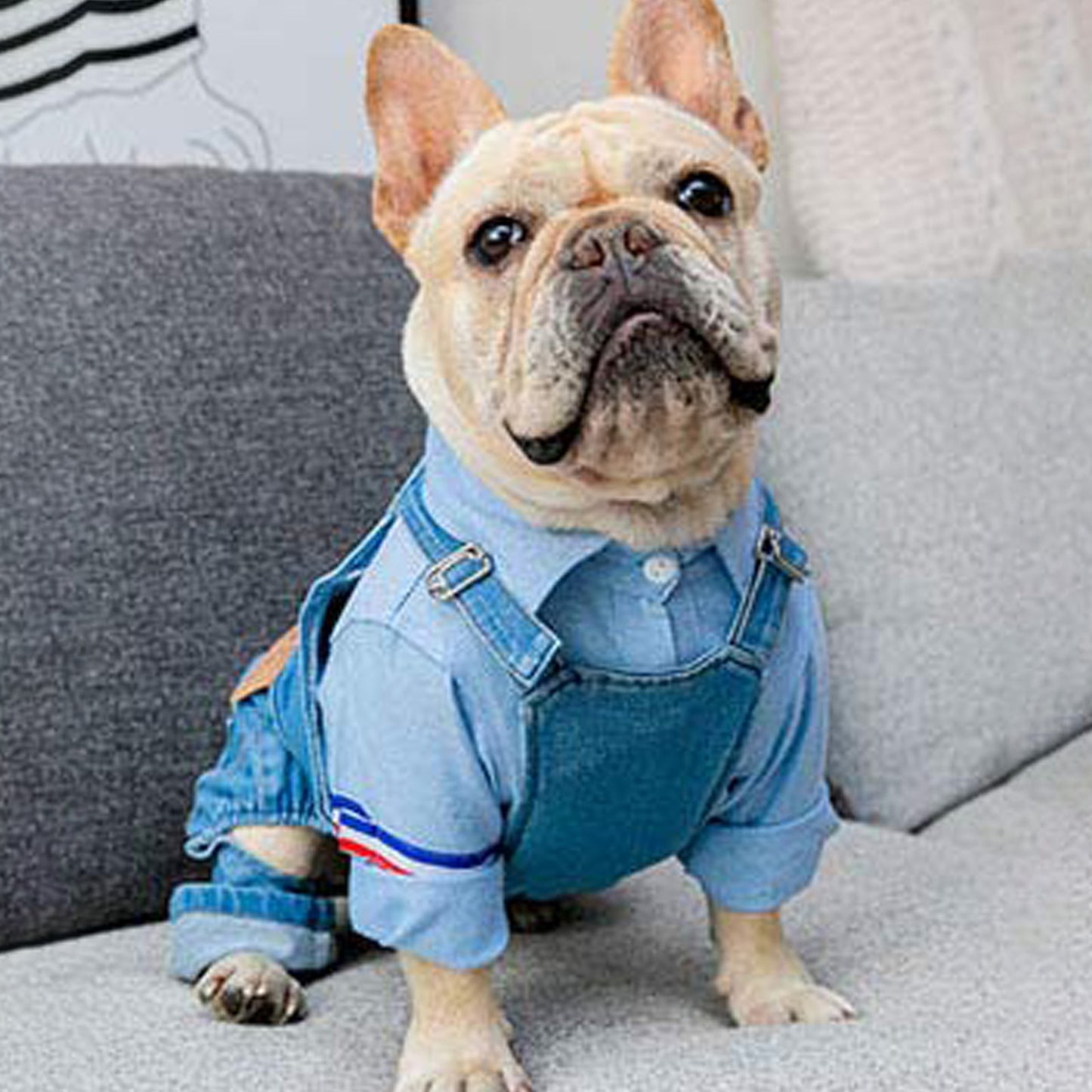 Pet Denim Jumpsuit for all size dogs.