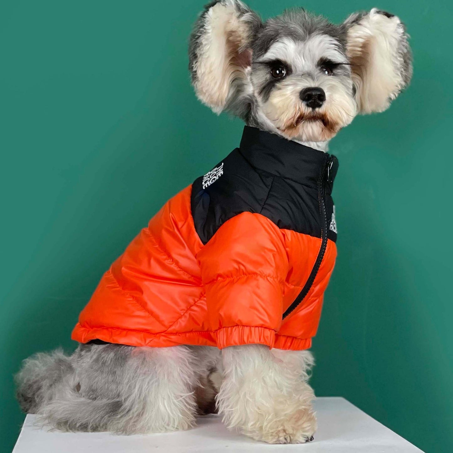 Dog face pet down winter jackets for French bully's all size.