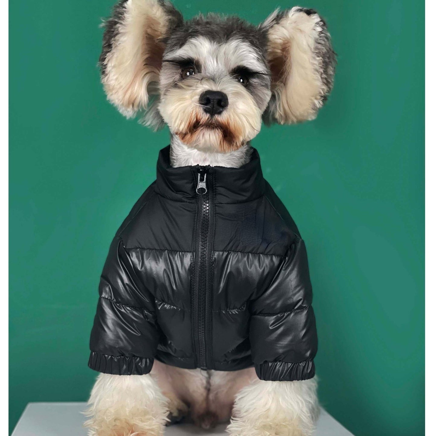 Dog face pet down winter jackets for French bully's all size.
