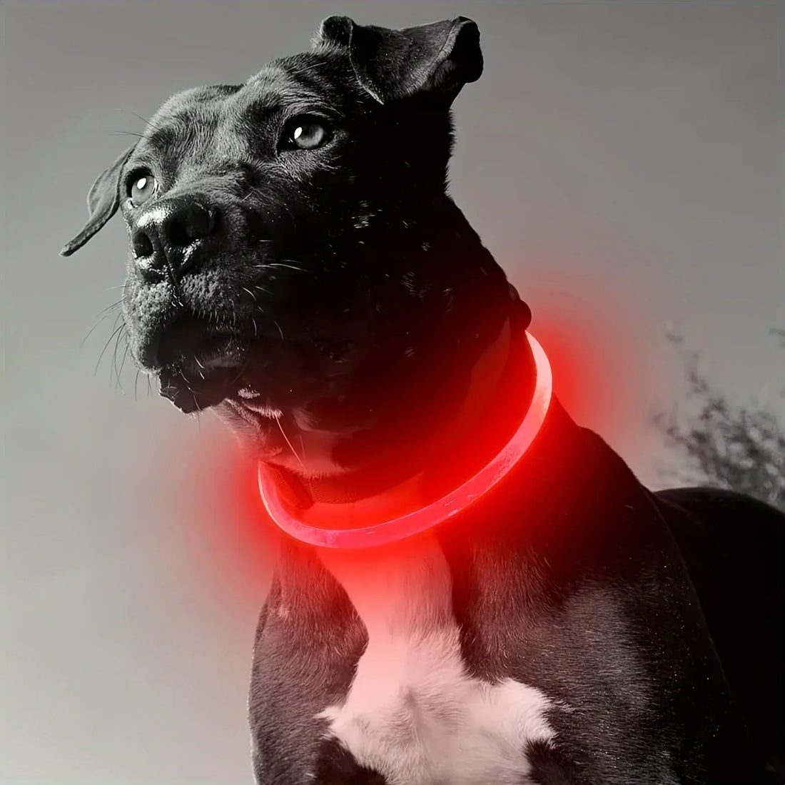 The LED Collar – Designed with Love for the Dogs We Cherish