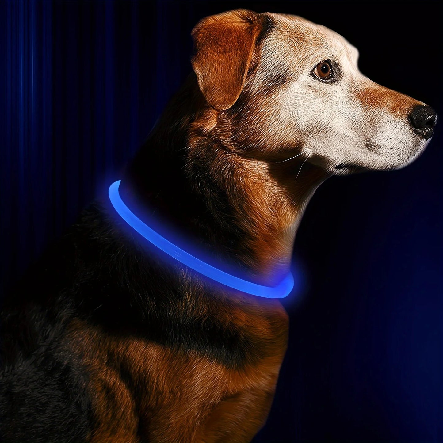 Dog Collar LED Light